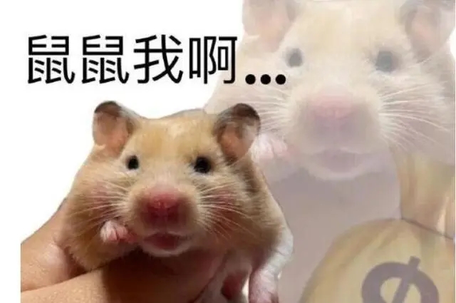 鼠鼠我呀是什么时候的梗