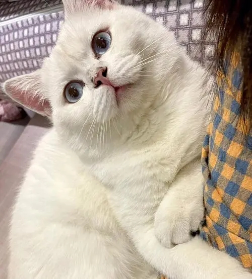 猫咪吐一小截舌头怎么回事