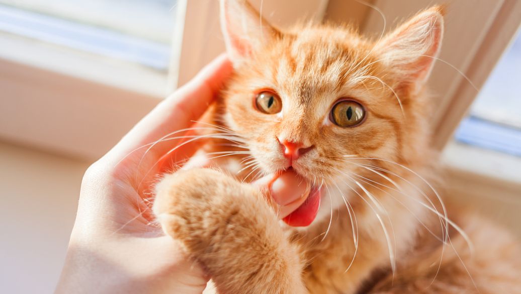 公猫什么时候发腮公猫几个月发腮