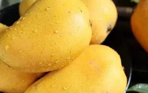 芒果保存温度多少最好