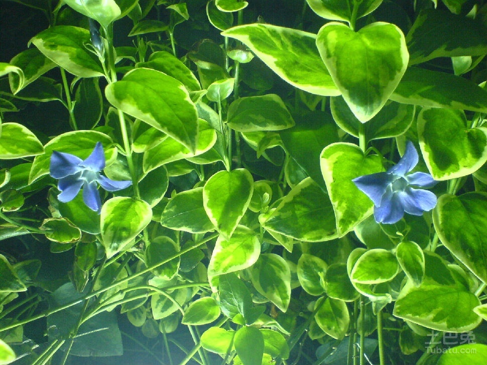 绿萝会开花吗？怎么让绿萝开花？
