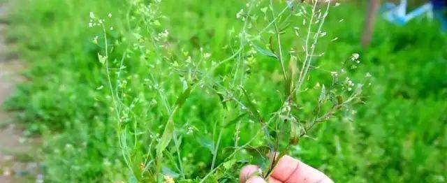 荠菜用热水还是冷煮鸡蛋更好？荠菜煮鸡蛋要用什么水煮？