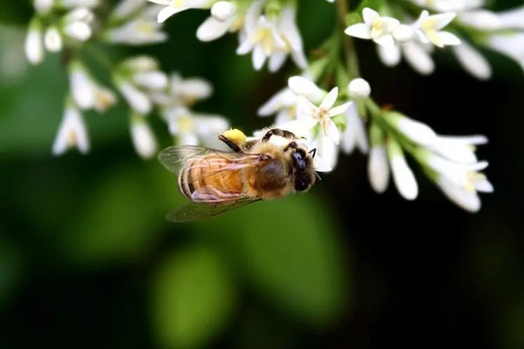 打蜜蜂会被蛰吗