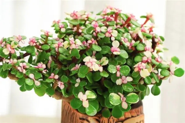 55.webp (1).jpg