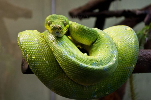 世界上最温顺的蛇是什么蛇