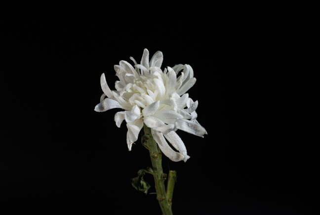 清明扫墓买多少花？清明节上坟送几只花好？