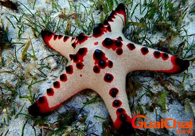 海星有眼睛吗？海星有眼睛吗长在哪