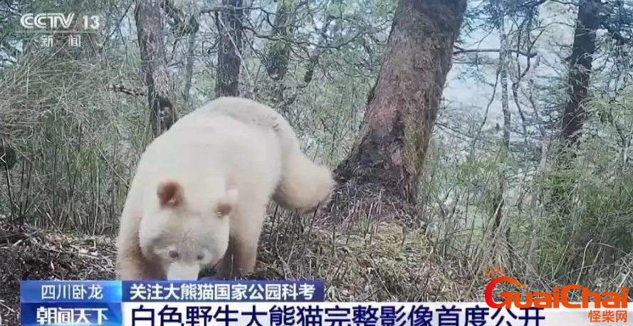 全球首次公开：白色野生大熊猫完整影像首度公开