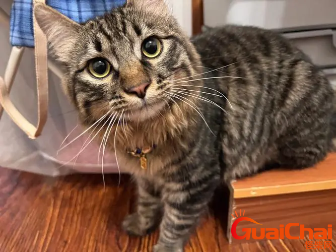 狸花猫最低多钱？优点有哪些？
