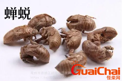 蝉蜕在中药领域的药用价值