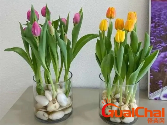郁金香怎么水养多久开花？郁金香怎样浇水才合适？