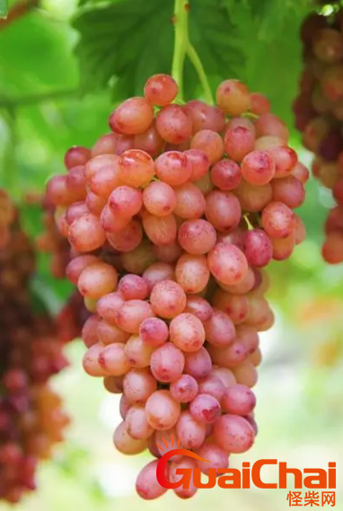 葡萄的功效与作用是什么？葡萄适宜和哪些食材搭配呢？