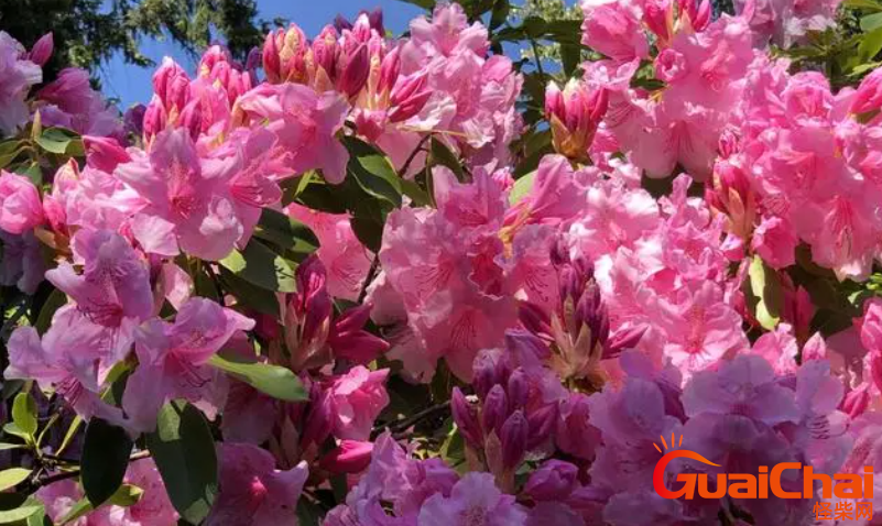 杜鹃花有什么颜色和作用？杜鹃花花语是什么？