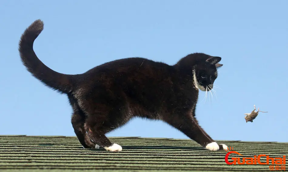 猫扑鬼话是什么意思？猫扑鬼话鬼故事