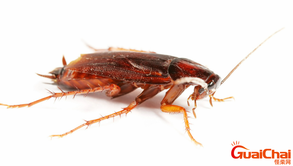 蟑螂历史比人类长吗 蟑螂的进化