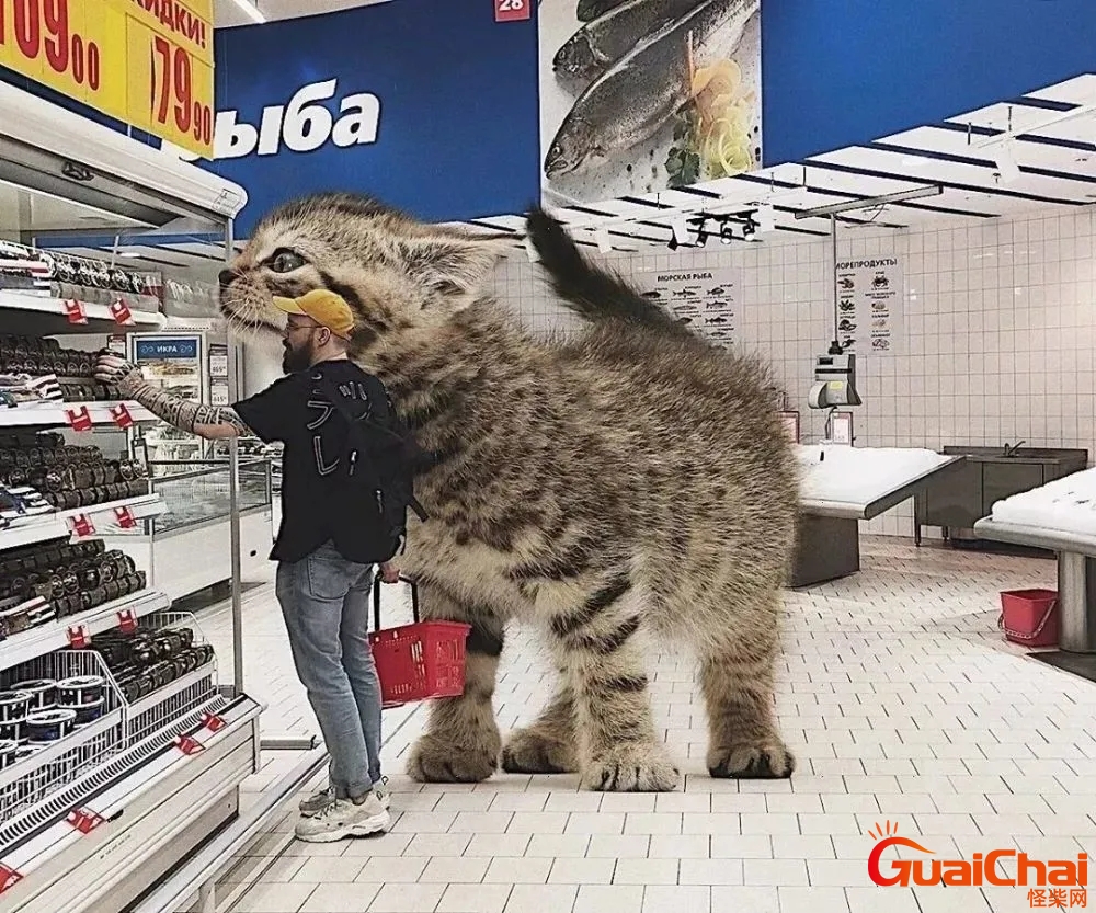巨猫品种乌克兰巨猫