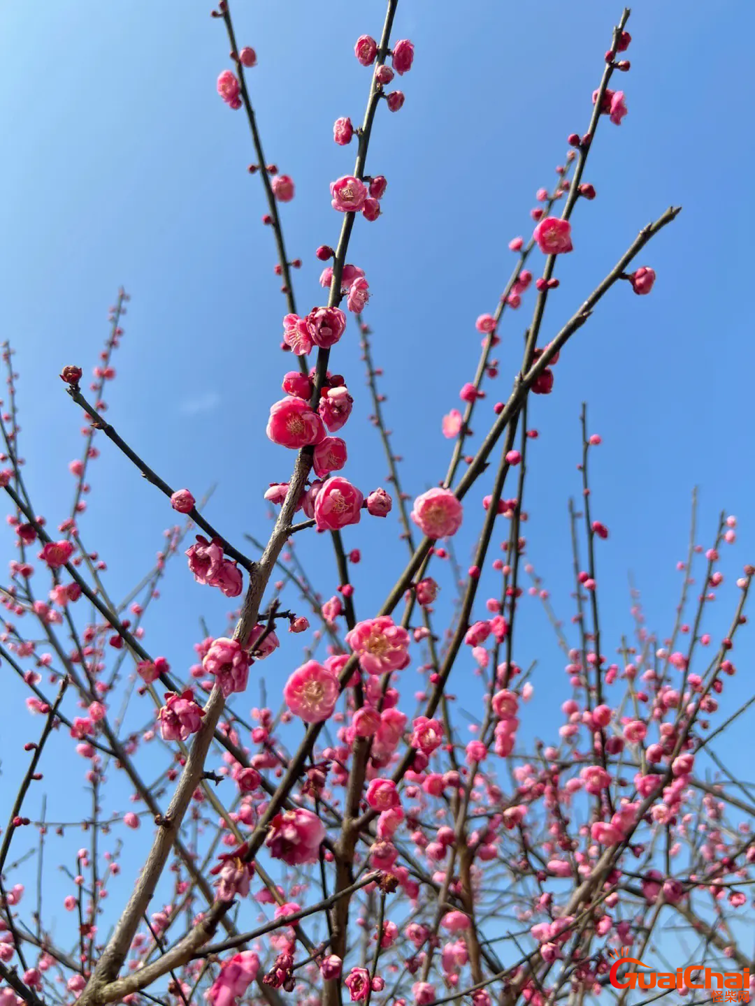 梅花诗句 梅花诗十首