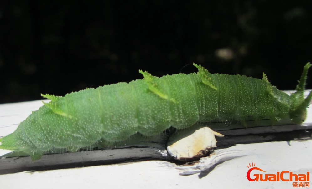 老虎虫长什么样子老虎虫图片