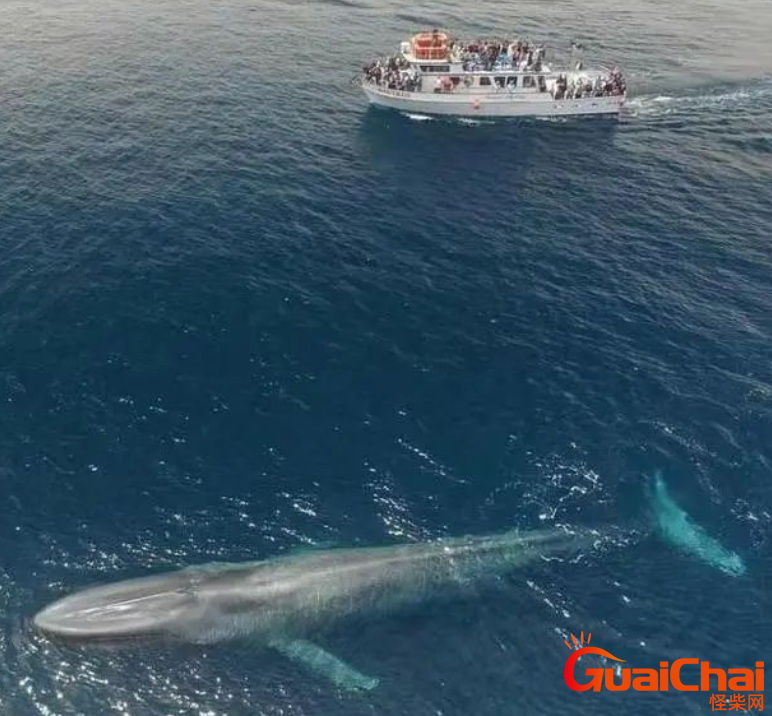 世界上最大的动物是什么？蓝鲸的心脏堪比一辆小轿车！