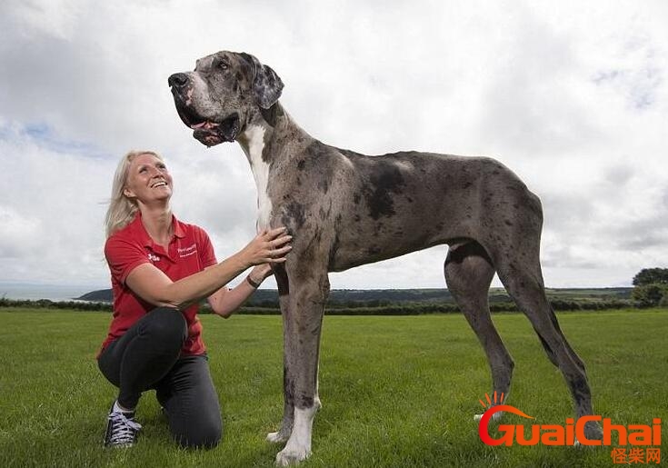 世界最高大的狗品种 世界最高大的狗百科