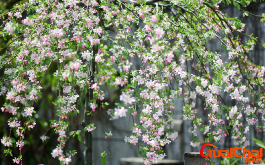 垂丝海棠花语是什么？垂枝海棠有哪些别称？