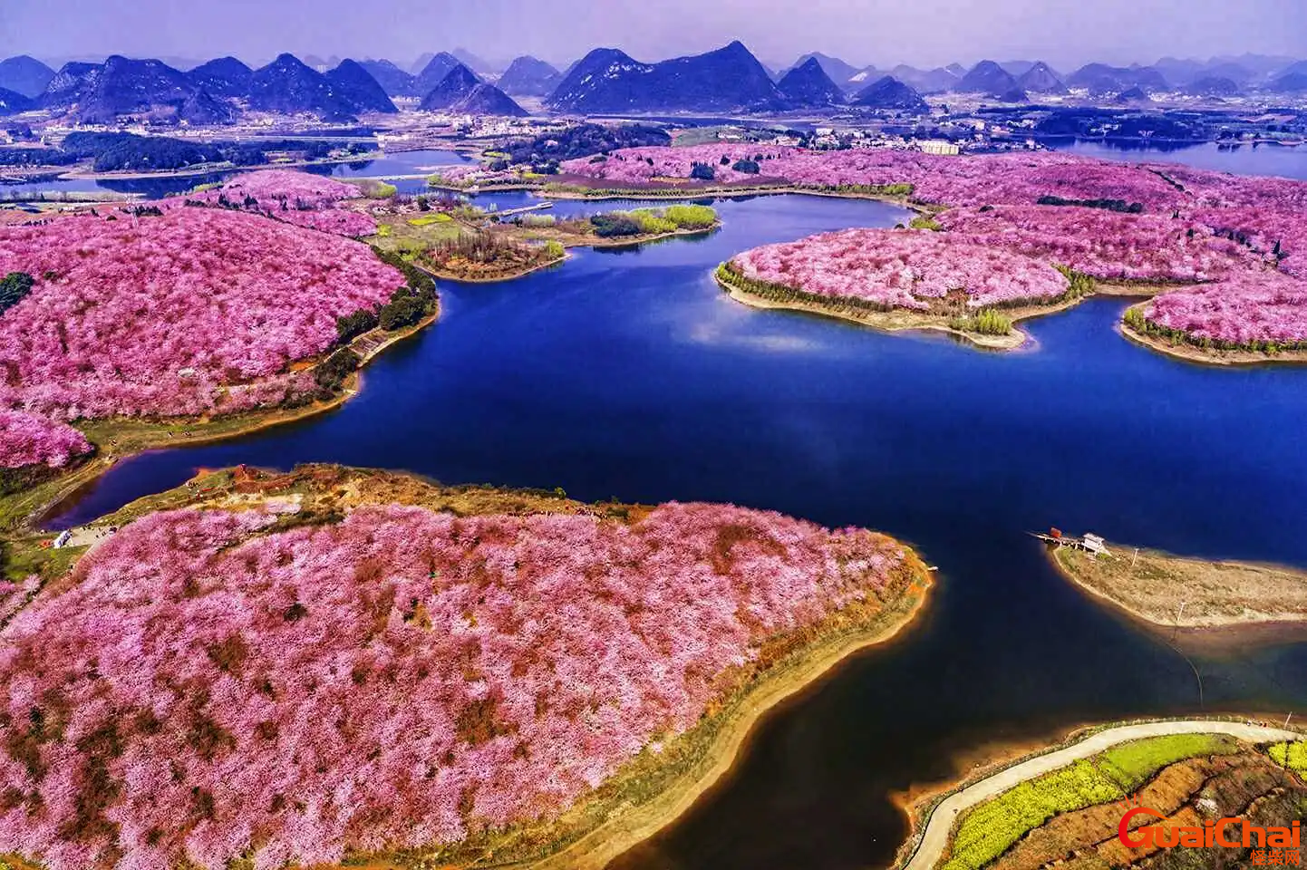 贵州平坝樱花花期是什么时候？贵州平坝樱花是什么品种？