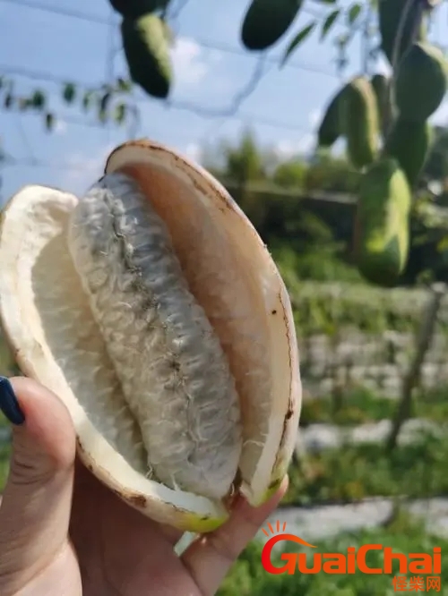 八月瓜好吃吗？八月瓜的功效与作用？
