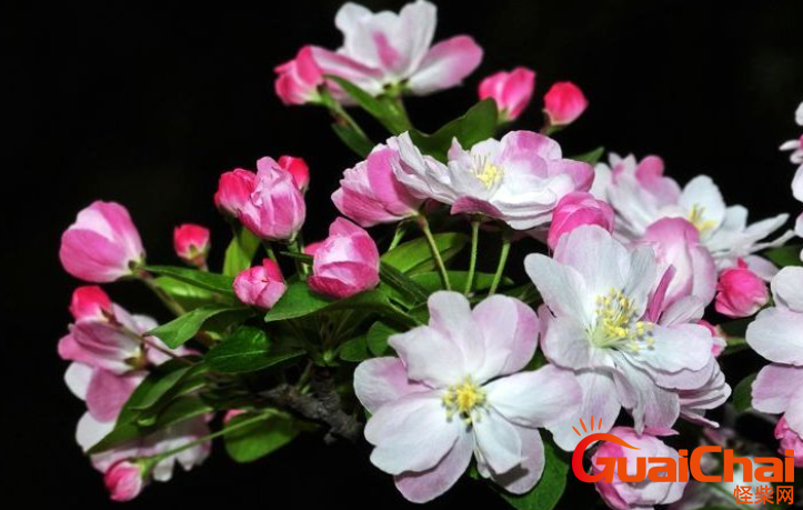 西府海棠花语是什么？西府海棠的别称有哪些？