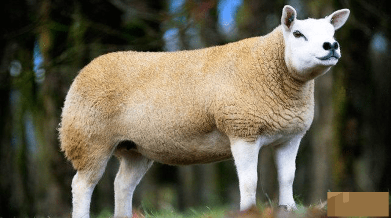 世界上最贵的羊一头多少钱？世界上最贵的羊是什么品种
