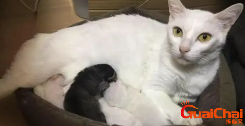 猫怀孕周期有多长  在生产时有哪些注意事项？