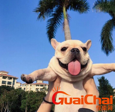 法国斗牛犬多少钱一只？斗牛犬适合小孩养吗？