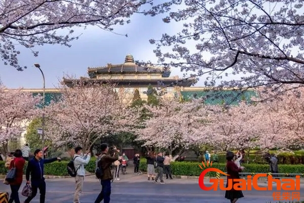 武汉大学樱花几月份开放？武汉大学樱花几月开的最旺盛？