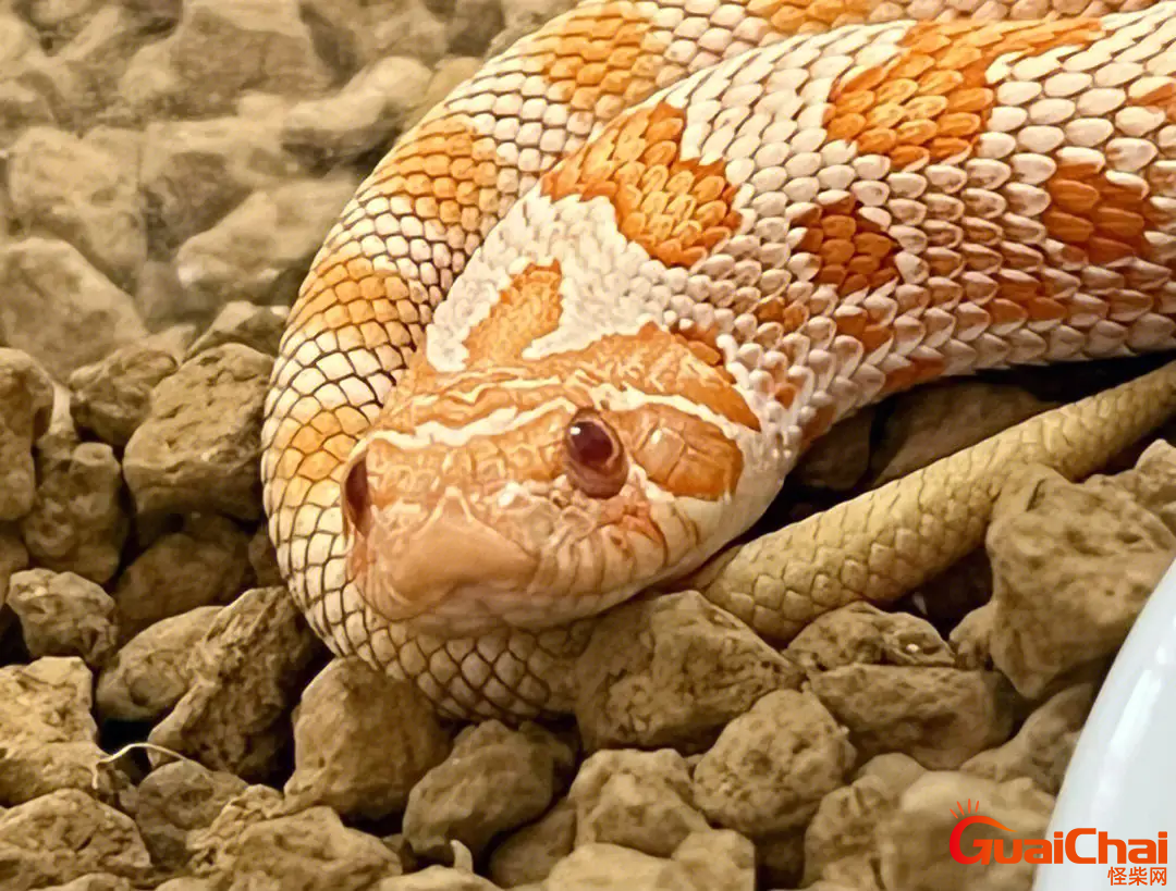 牛奶蛇图片牛奶蛇生活在哪里