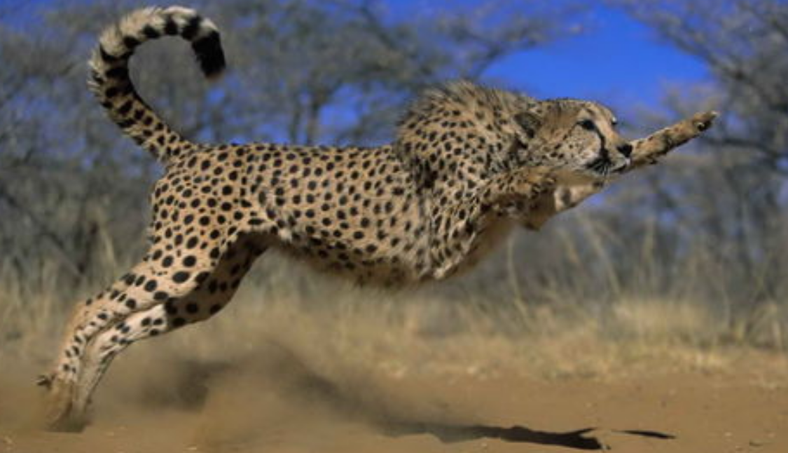 世界上跑的最快的动物是什么 跑的最快的动物有多快