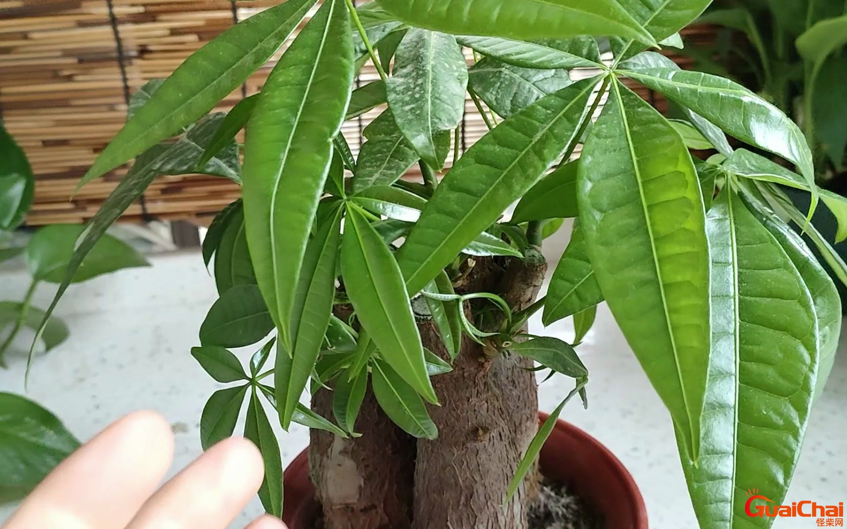 发财树怎么养才能更旺盛？发财树怎么养殖方法和注意事项