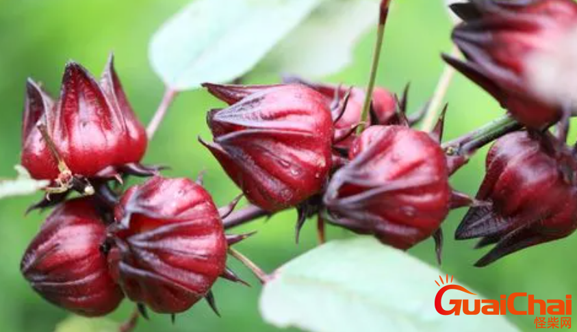 洛神花花语是什么？洛神花的别称有哪些？