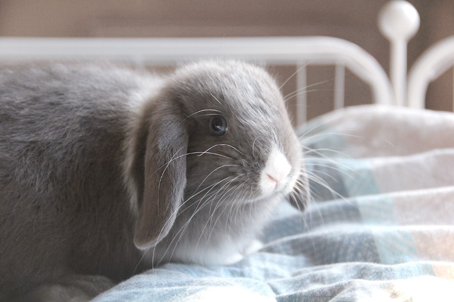 兔子的长耳朵 兔子耳朵的功能