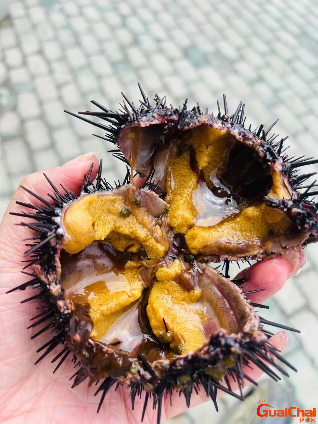 海胆的做法与吃法 海胆图片