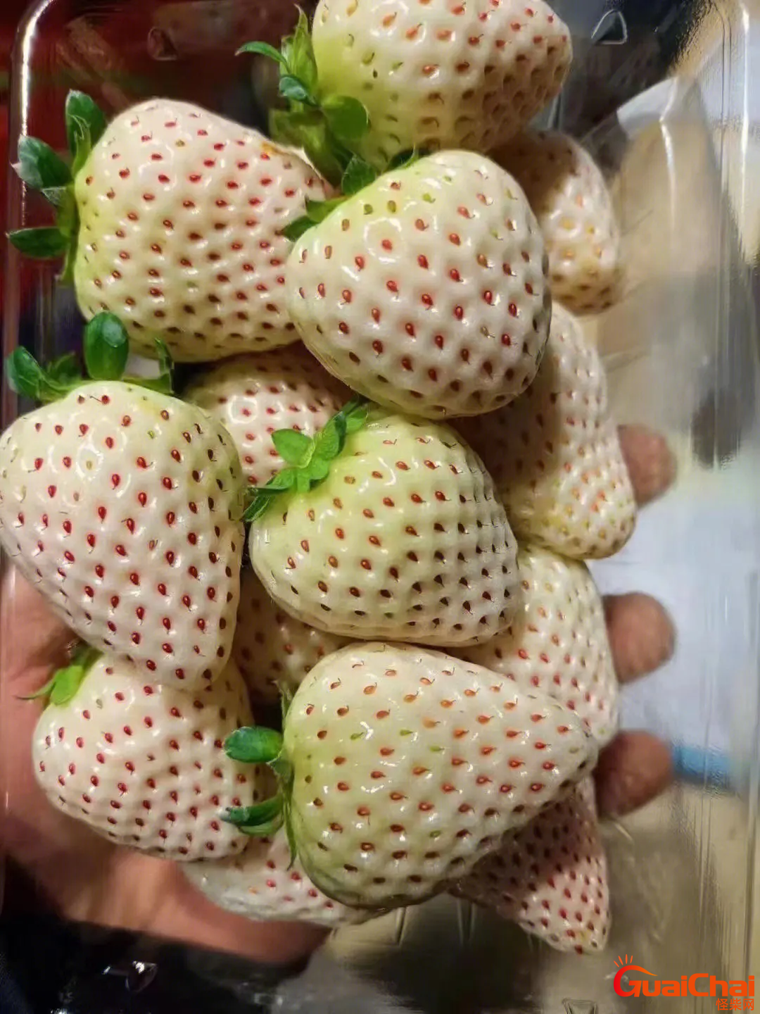 白色草莓是什么品种？白色草莓什么味道