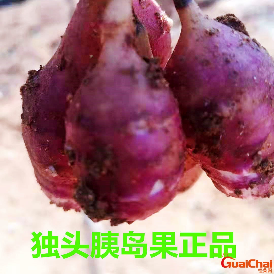 胰岛果功效有哪些？胰岛果是什么果