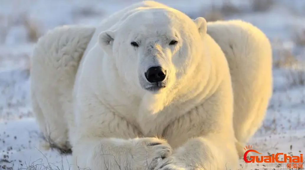 北极熊在南极还是北极？北极熊一般在哪里？