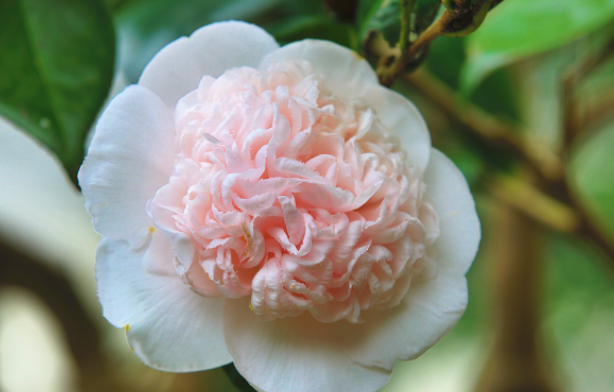 山茶花养殖方法  山茶花花语