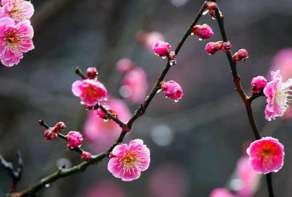 梅花的习性有哪些  描写梅花的诗句