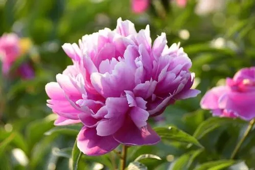 e6121cecf8588c1583de7f57f52d8287_u=1541973264,3165596446&fm=253&fmt=auto&app=138&f=JPEG_w=499&h=332.webp