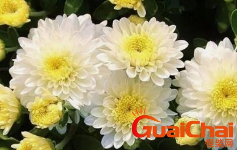 常见的菊花有哪几种？菊花泡茶有什么功效和作用？