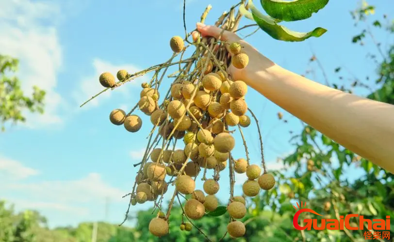 龙眼是什么季节的水果 龙眼的成熟季节是什么时候