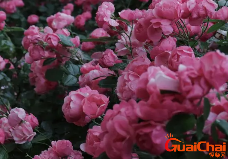 蔷薇花怎么养殖？养蔷薇花要注意什么？