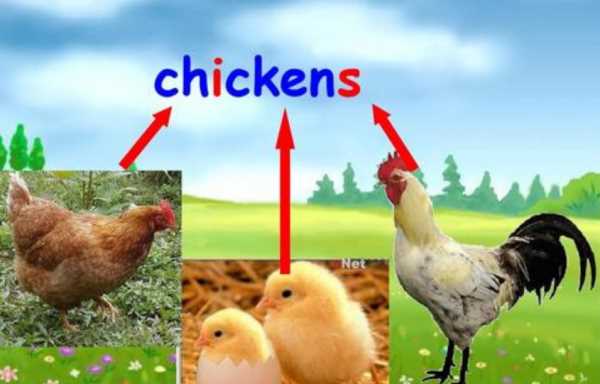 chicken可数还是不可数?用法是什么?