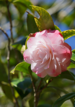 山茶花花语  山茶花生长习性