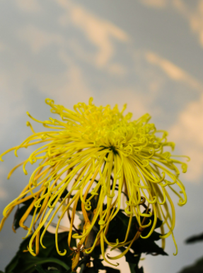 菊花生长习性  菊花别称